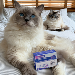 Calming Patches with Pheromones for Cats