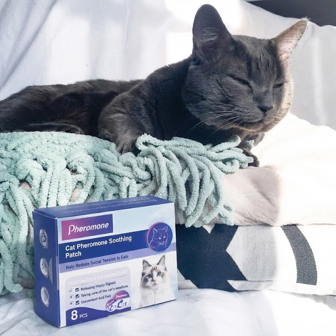 Gray cat resting on a bed beside a box of cat pheromone soothing patches to reduce social tension