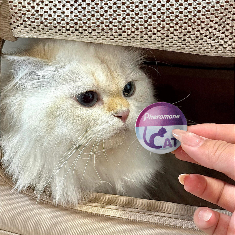 White fluffy cat inside beige carrier curious about purple cat pheromone sticker held by hand