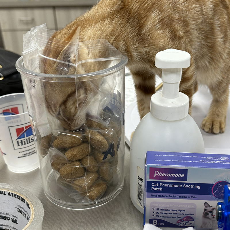 Orange tabby cat with head in container eating cat food, cat pheromone patch box and pump bottle nearby